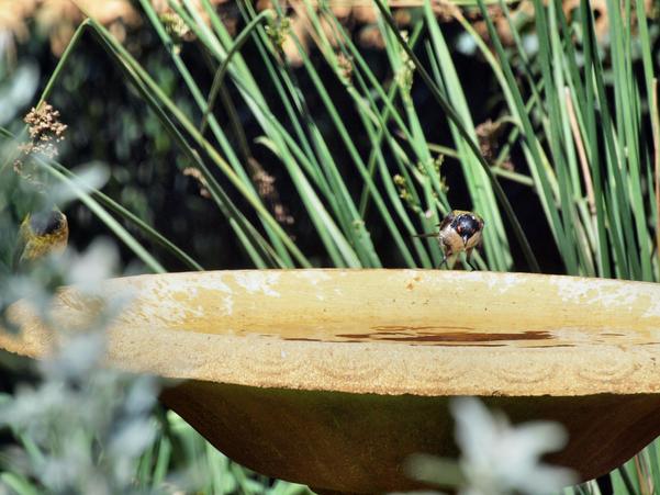 https://lemis.nyc3.digitaloceanspaces.com/grog/Photos/20100126/small/Bird-bath-17.jpeg