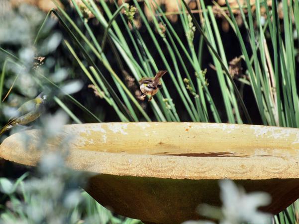 https://lemis.nyc3.digitaloceanspaces.com/grog/Photos/20100126/small/Bird-bath-18.jpeg