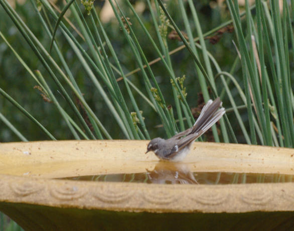 https://lemis.nyc3.digitaloceanspaces.com/grog/Photos/20100126/small/Bird-bath-2.jpeg