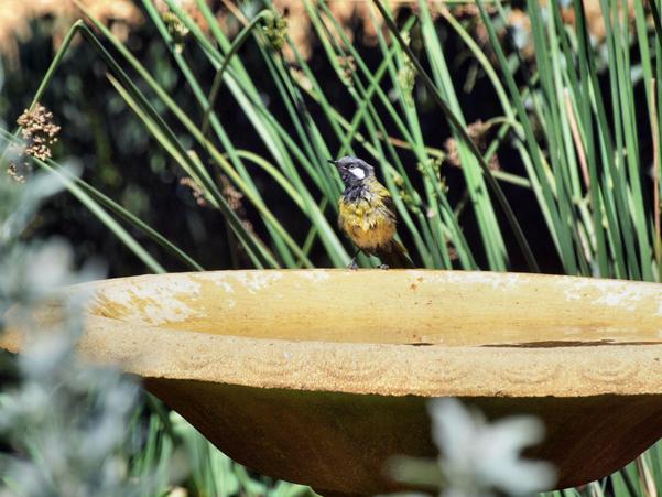 https://lemis.nyc3.digitaloceanspaces.com/grog/Photos/20100126/small/Bird-bath-20.jpeg