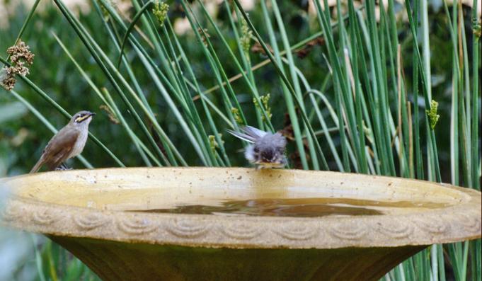 https://lemis.nyc3.digitaloceanspaces.com/grog/Photos/20100126/small/Bird-bath-5.jpeg