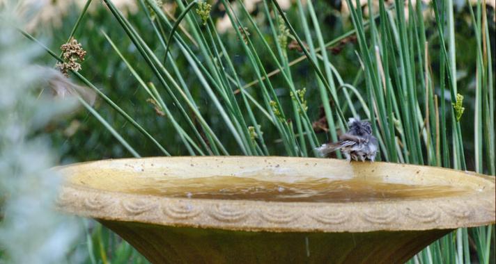 https://lemis.nyc3.digitaloceanspaces.com/grog/Photos/20100126/small/Bird-bath-6.jpeg