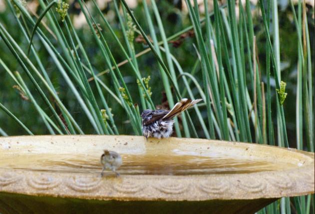 https://lemis.nyc3.digitaloceanspaces.com/grog/Photos/20100126/small/Bird-bath-7.jpeg