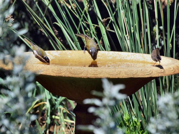 https://lemis.nyc3.digitaloceanspaces.com/grog/Photos/20100126/small/Bird-bath-9.jpeg