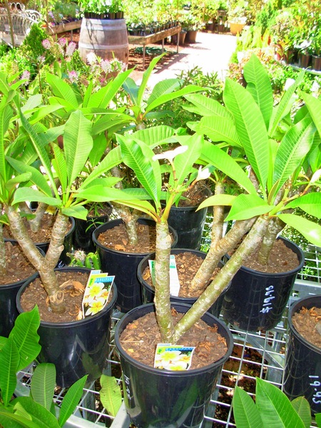 https://lemis.nyc3.digitaloceanspaces.com/grog/Photos/20100128/small/Frangipani.jpeg