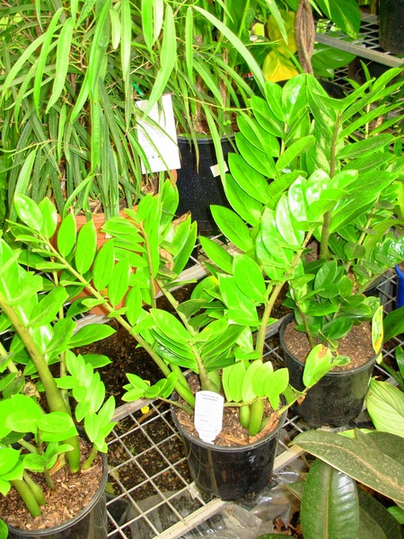 https://lemis.nyc3.digitaloceanspaces.com/grog/Photos/20100128/small/Zamioculcas-zamiifolia.jpeg