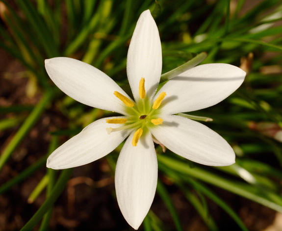 https://lemis.nyc3.digitaloceanspaces.com/grog/Photos/20100219/small/Zephyranthes-1.jpeg