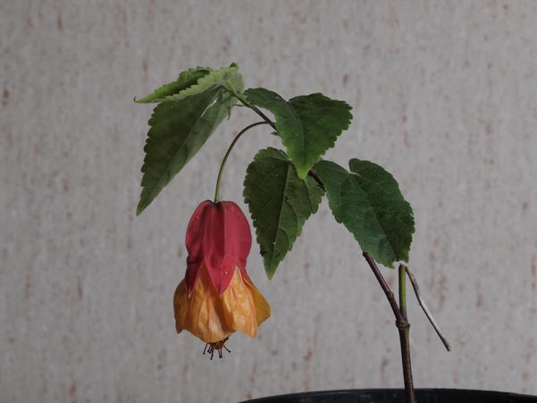 https://lemis.nyc3.digitaloceanspaces.com/grog/Photos/20100422/small/Abutilon-1.jpeg
