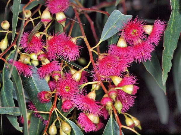 https://lemis.nyc3.digitaloceanspaces.com/grog/Photos/20100430/small/Eucalyptus-flower-3.jpeg