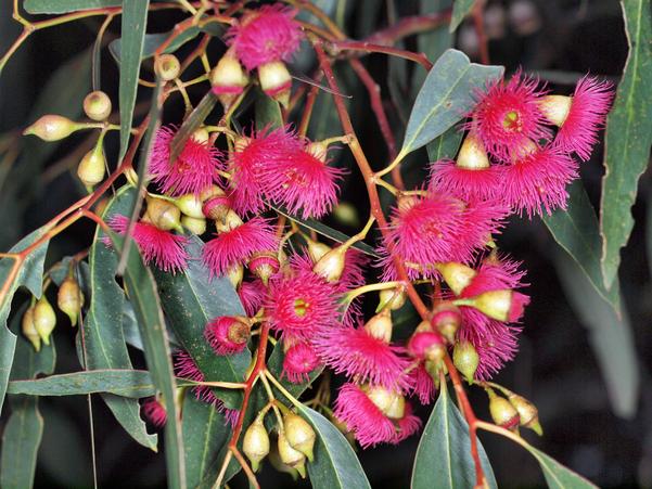 https://lemis.nyc3.digitaloceanspaces.com/grog/Photos/20100430/small/Eucalyptus-flower-4.jpeg