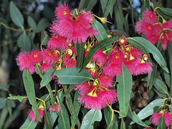 https://lemis.nyc3.digitaloceanspaces.com/grog/Photos/20100430/small/Eucalyptus-flower-6.jpeg