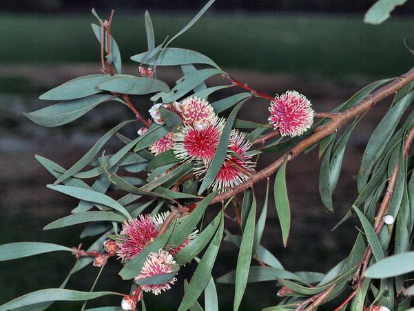 https://lemis.nyc3.digitaloceanspaces.com/grog/Photos/20100430/small/Hakea-flower-1.jpeg