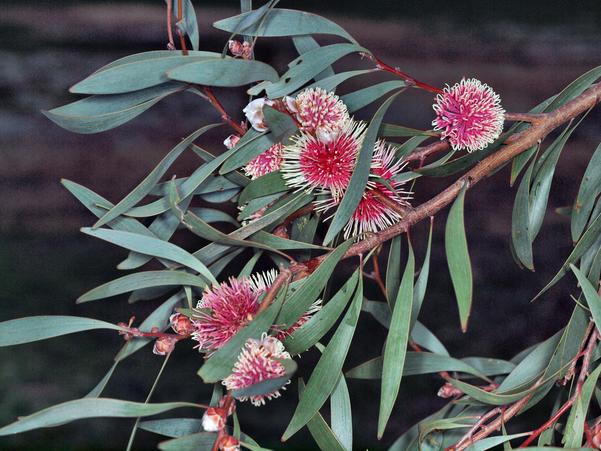 https://lemis.nyc3.digitaloceanspaces.com/grog/Photos/20100430/small/Hakea-flower-2.jpeg