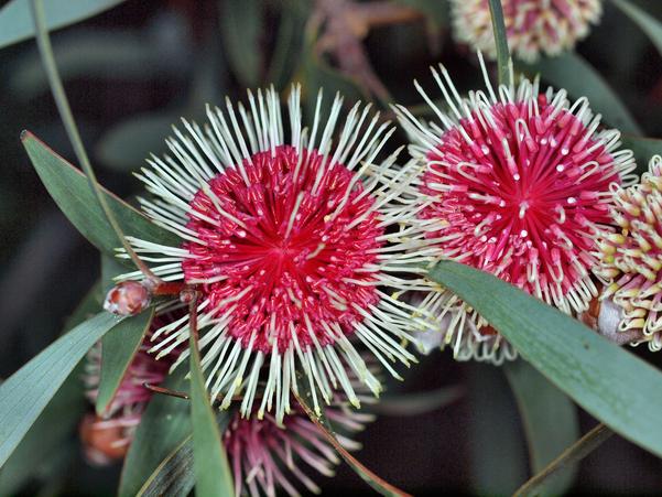 https://lemis.nyc3.digitaloceanspaces.com/grog/Photos/20100430/small/Hakea-flower-3.jpeg