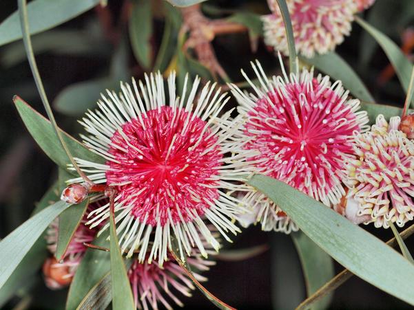 https://lemis.nyc3.digitaloceanspaces.com/grog/Photos/20100430/small/Hakea-flower-4.jpeg