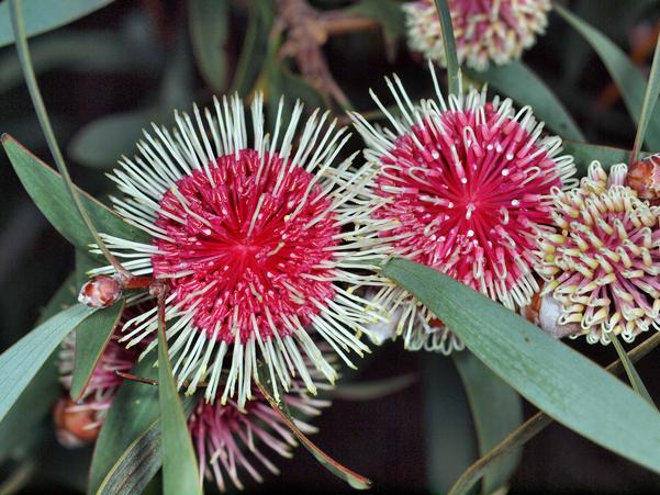 https://lemis.nyc3.digitaloceanspaces.com/grog/Photos/20100430/small/Hakea-flower-5.jpeg