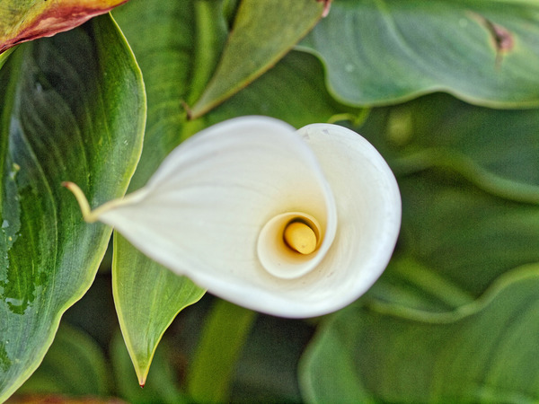 https://lemis.nyc3.digitaloceanspaces.com/grog/Photos/20100729/small/Arum-1.jpeg