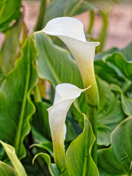 https://lemis.nyc3.digitaloceanspaces.com/grog/Photos/20100729/small/Arum-2.jpeg
