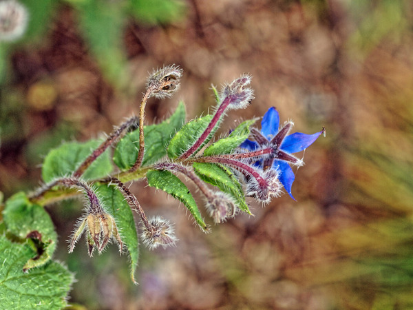 https://lemis.nyc3.digitaloceanspaces.com/grog/Photos/20100729/small/Borage.jpeg