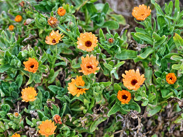 https://lemis.nyc3.digitaloceanspaces.com/grog/Photos/20100729/small/Calendula.jpeg