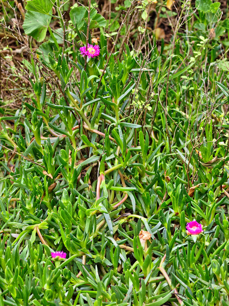 https://lemis.nyc3.digitaloceanspaces.com/grog/Photos/20100729/small/Carpobrotus.jpeg