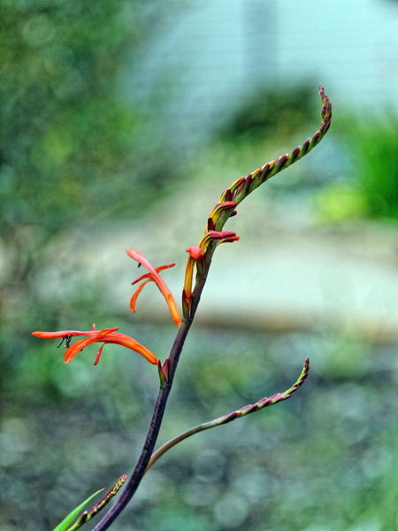 https://lemis.nyc3.digitaloceanspaces.com/grog/Photos/20100729/small/Chasmanthe-floribunda.jpeg
