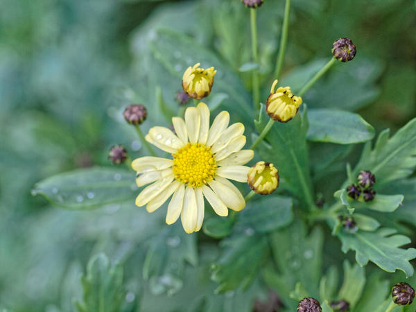 https://lemis.nyc3.digitaloceanspaces.com/grog/Photos/20100729/small/Daisy-1.jpeg