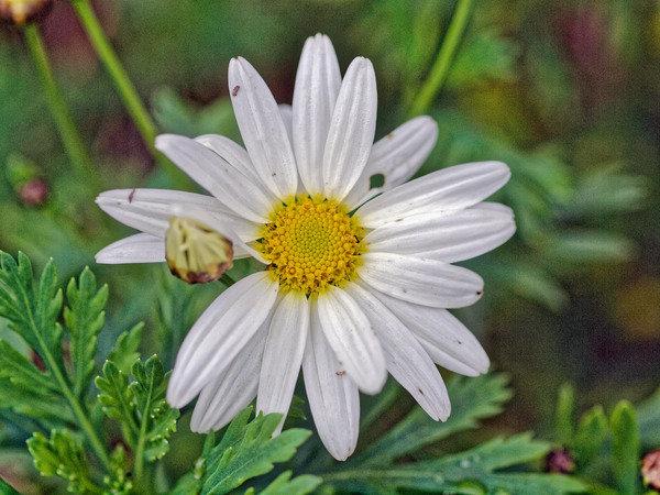https://lemis.nyc3.digitaloceanspaces.com/grog/Photos/20100729/small/Daisy-2.jpeg