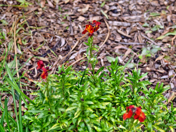 https://lemis.nyc3.digitaloceanspaces.com/grog/Photos/20100729/small/Erysimum-2.jpeg