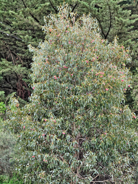 https://lemis.nyc3.digitaloceanspaces.com/grog/Photos/20100729/small/Eucalyptus-2.jpeg