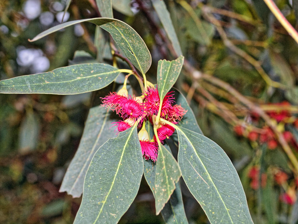 https://lemis.nyc3.digitaloceanspaces.com/grog/Photos/20100729/small/Eucalyptus-3.jpeg