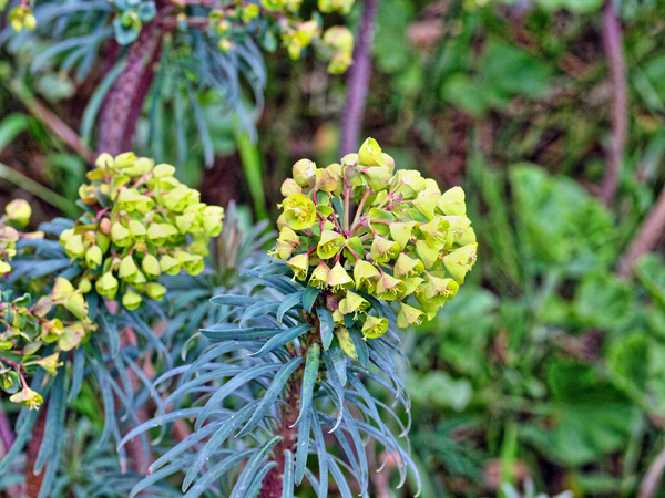 https://lemis.nyc3.digitaloceanspaces.com/grog/Photos/20100729/small/Euphorbia.jpeg