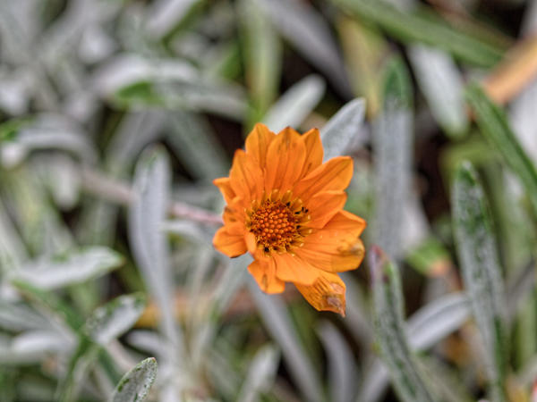 https://lemis.nyc3.digitaloceanspaces.com/grog/Photos/20100729/small/Gazania-2.jpeg