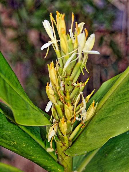 https://lemis.nyc3.digitaloceanspaces.com/grog/Photos/20100729/small/Ginger-flower.jpeg