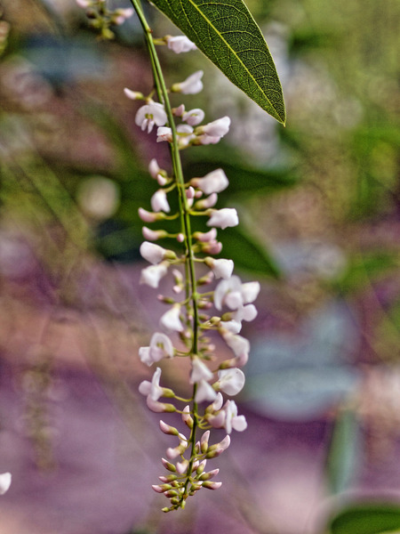 https://lemis.nyc3.digitaloceanspaces.com/grog/Photos/20100729/small/Hardenbergia-1.jpeg
