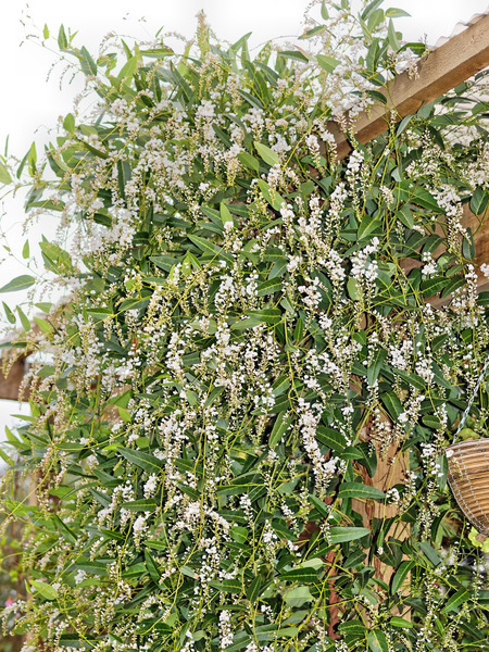 https://lemis.nyc3.digitaloceanspaces.com/grog/Photos/20100729/small/Hardenbergia-2.jpeg
