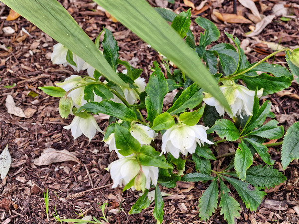 https://lemis.nyc3.digitaloceanspaces.com/grog/Photos/20100729/small/Hellebore-1.jpeg