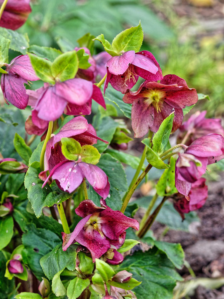 https://lemis.nyc3.digitaloceanspaces.com/grog/Photos/20100729/small/Hellebore-3.jpeg