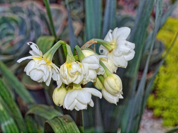 https://lemis.nyc3.digitaloceanspaces.com/grog/Photos/20100729/small/Jonquil-1.jpeg