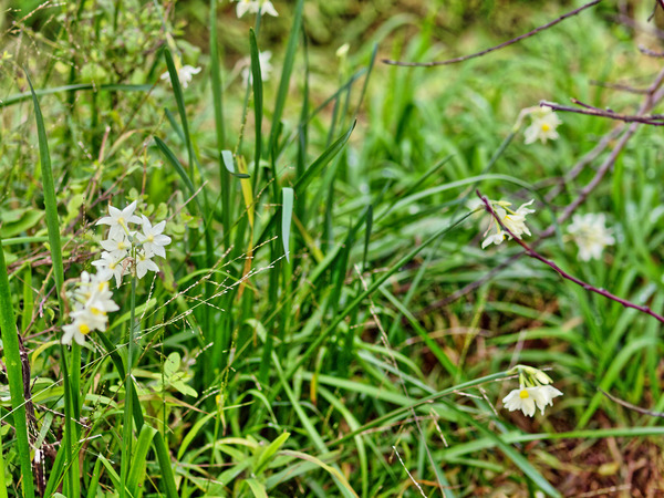 https://lemis.nyc3.digitaloceanspaces.com/grog/Photos/20100729/small/Jonquil-2.jpeg