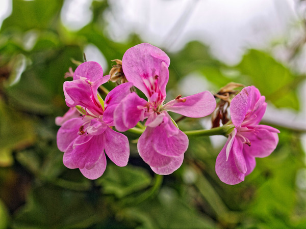 https://lemis.nyc3.digitaloceanspaces.com/grog/Photos/20100729/small/Pelargonium-1.jpeg