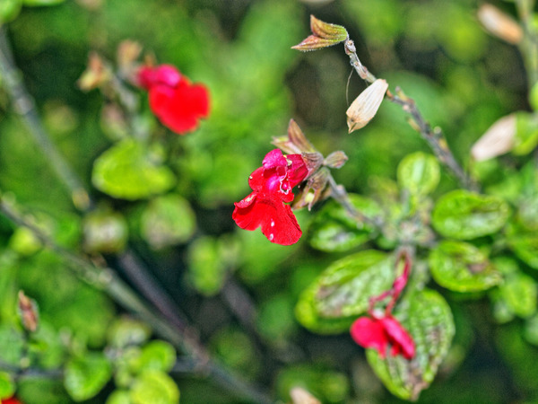 https://lemis.nyc3.digitaloceanspaces.com/grog/Photos/20100729/small/Salvia-2.jpeg