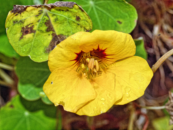 https://lemis.nyc3.digitaloceanspaces.com/grog/Photos/20100729/small/Tropaeolum-2.jpeg