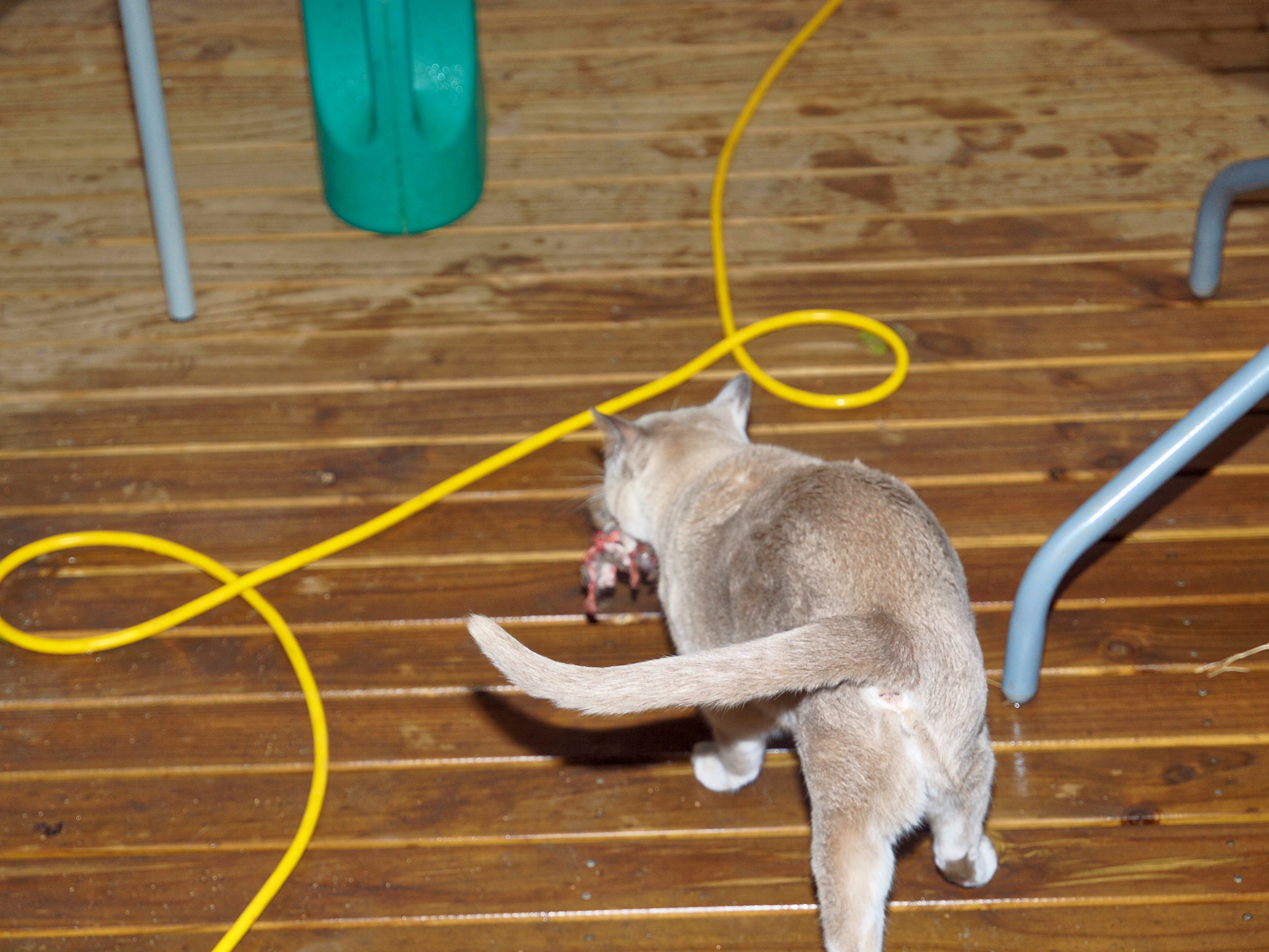 https://lemis.nyc3.digitaloceanspaces.com/grog/Photos/20100811/big/Cats-and-rat-5.jpeg