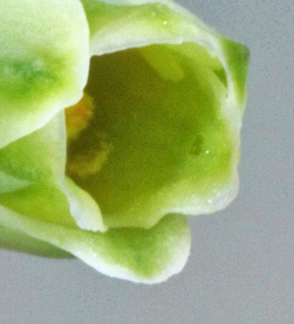 https://lemis.nyc3.digitaloceanspaces.com/grog/Photos/20100815/big/Gasteria-9.jpeg