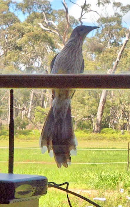Photo Wattle-bird-detail.jpeg.  Click to redisplay image at screen width. https://lemis.nyc3.digitaloceanspaces.com/grog/Photos/20101025/big/Wattle-bird-detail.jpeg