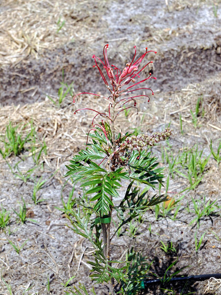 https://lemis.nyc3.digitaloceanspaces.com/grog/Photos/20101126/small/Grevillea-4.jpeg