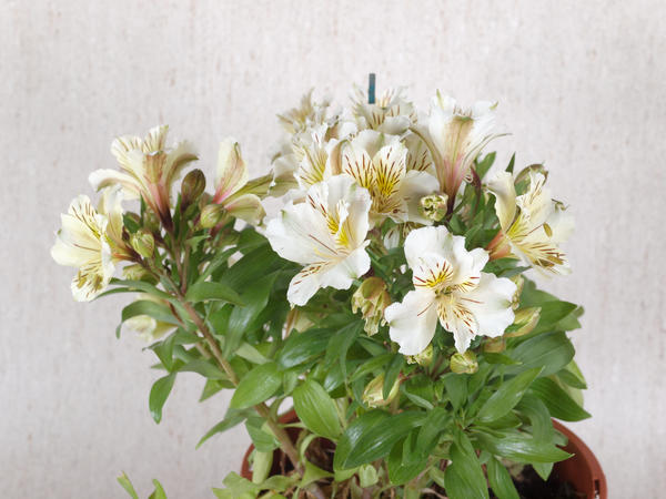 https://lemis.nyc3.digitaloceanspaces.com/grog/Photos/20101213/small/Alstroemeria-1.jpeg