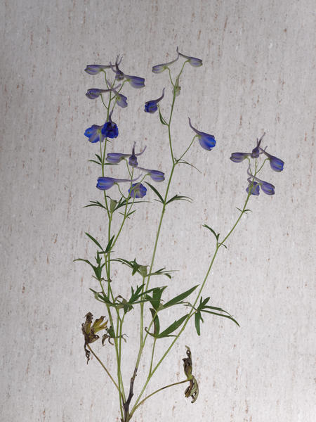 https://lemis.nyc3.digitaloceanspaces.com/grog/Photos/20101213/small/Delphinium-3.jpeg