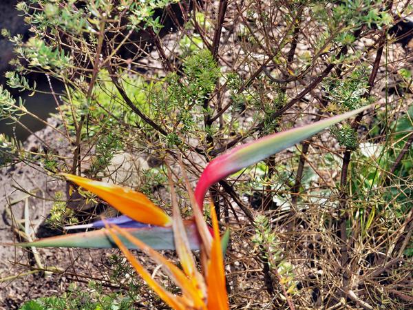 https://lemis.nyc3.digitaloceanspaces.com/grog/Photos/20101220/small/Strelitzia-reginae-1.jpeg